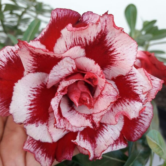 【测试商品】🏠🤗Desert Rose Bulbs💥Heat Resistant & Super Easy Care🌹🌵
