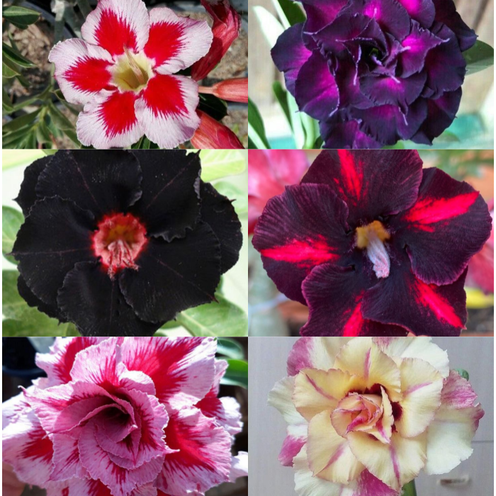 【测试商品】🏠🤗Desert Rose Bulbs💥Heat Resistant & Super Easy Care🌹🌵