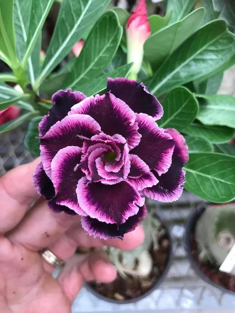 【测试商品】🏠🤗Desert Rose Bulbs💥Heat Resistant & Super Easy Care🌹🌵