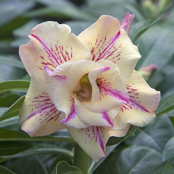 【测试商品】🏠🤗Desert Rose Bulbs💥Heat Resistant & Super Easy Care🌹🌵