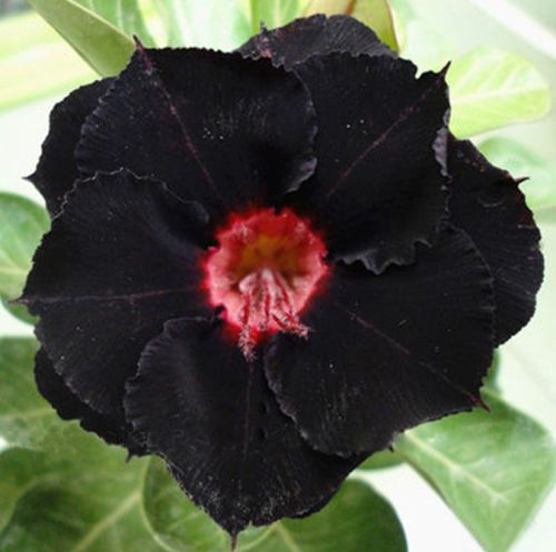 【测试商品】🏠🤗Desert Rose Bulbs💥Heat Resistant & Super Easy Care🌹🌵