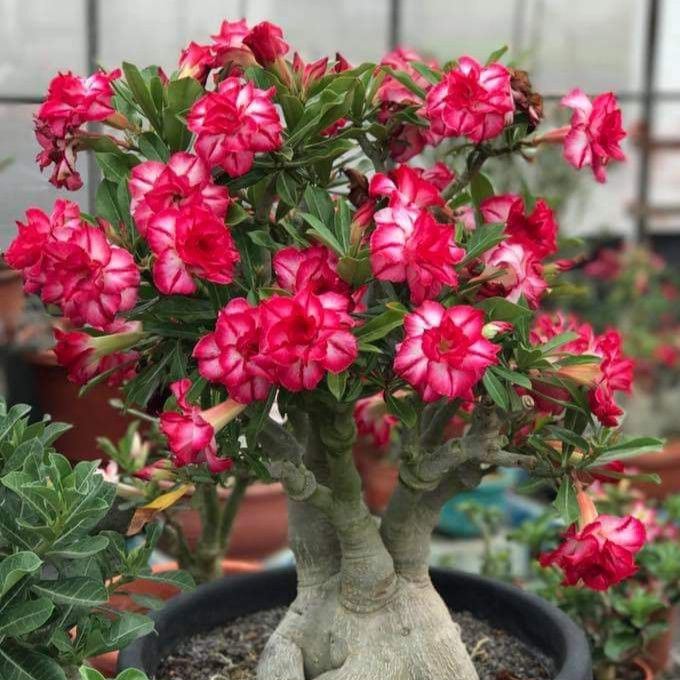 【测试商品】🏠🤗Desert Rose Bulbs💥Heat Resistant & Super Easy Care🌹🌵
