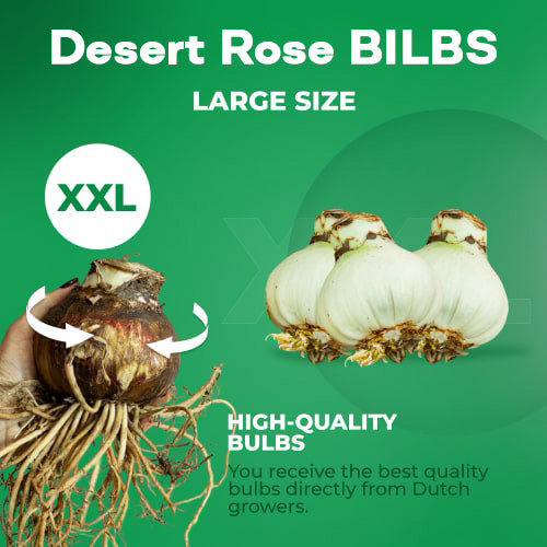 【测试商品】🏠🤗Desert Rose Bulbs💥Heat Resistant & Super Easy Care🌹🌵
