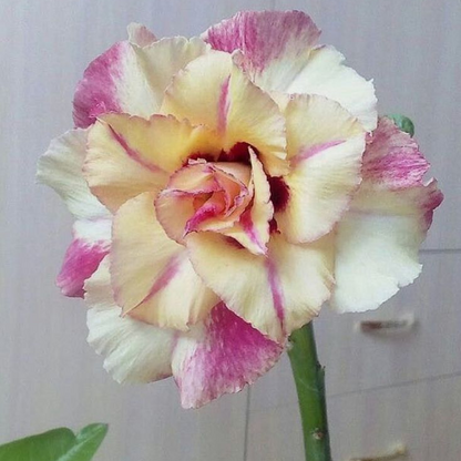 【测试商品】🏠🤗Desert Rose Bulbs💥Heat Resistant & Super Easy Care🌹🌵