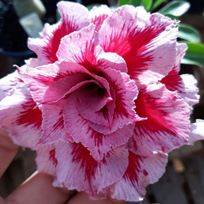 【测试商品】🏠🤗Desert Rose Bulbs💥Heat Resistant & Super Easy Care🌹🌵