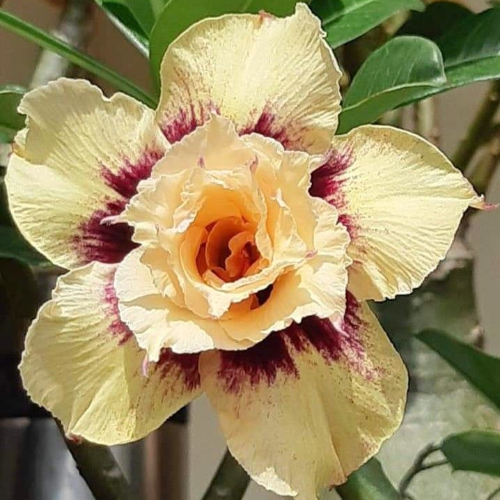 【测试商品】🏠🤗Desert Rose Bulbs💥Heat Resistant & Super Easy Care🌹🌵