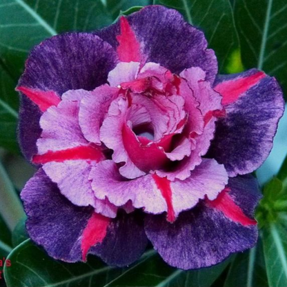 【测试商品】🏠🤗Desert Rose Bulbs💥Heat Resistant & Super Easy Care🌹🌵