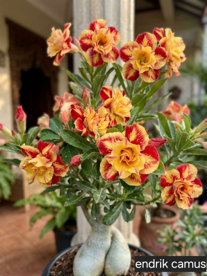 【测试商品】🏠🤗Desert Rose Bulbs💥Heat Resistant & Super Easy Care🌹🌵