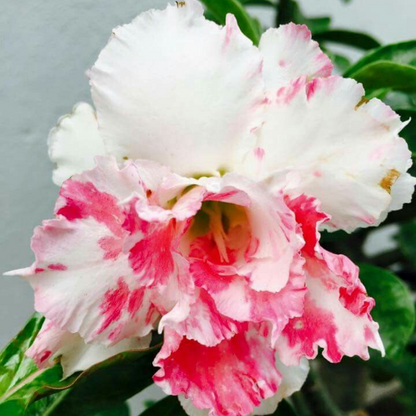 【测试商品】🏠🤗Desert Rose Bulbs💥Heat Resistant & Super Easy Care🌹🌵