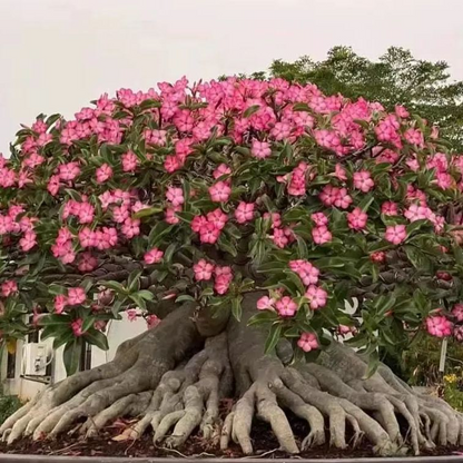 【测试商品】🏠🤗Desert Rose Bulbs💥Heat Resistant & Super Easy Care🌹🌵