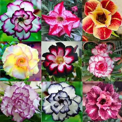 【测试商品】🏠🤗Desert Rose Bulbs💥Heat Resistant & Super Easy Care🌹🌵