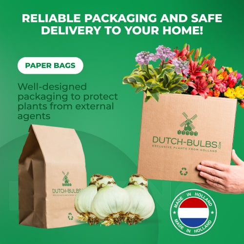 【测试商品】🏠🤗Desert Rose Bulbs💥Heat Resistant & Super Easy Care🌹🌵