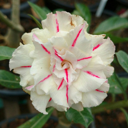 【测试商品】🏠🤗Desert Rose Bulbs💥Heat Resistant & Super Easy Care🌹🌵