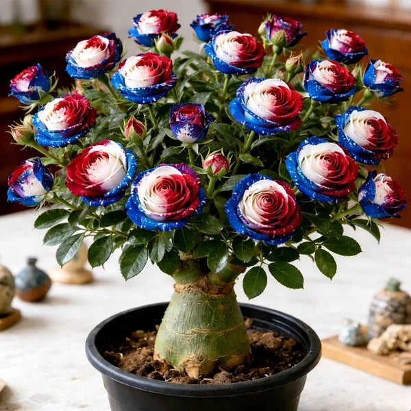 【测试商品】🏠🤗Desert Rose Bulbs💥Heat Resistant & Super Easy Care🌹🌵