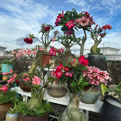 【测试商品】🏠🤗Desert Rose Bulbs💥Heat Resistant & Super Easy Care🌹🌵