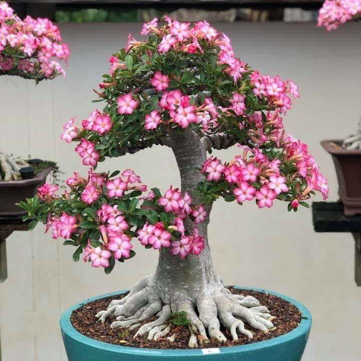 【测试商品】🏠🤗Desert Rose Bulbs💥Heat Resistant & Super Easy Care🌹🌵