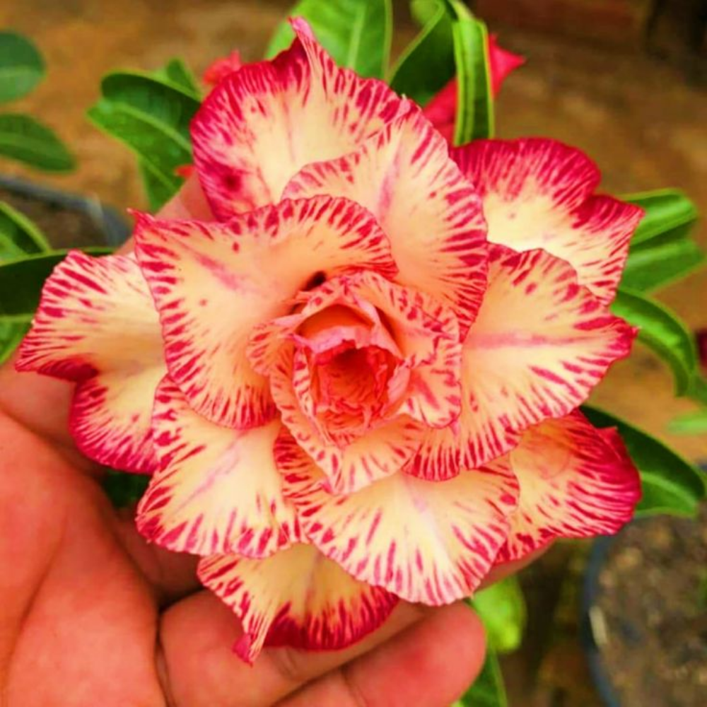 【测试商品】🏠🤗Desert Rose Bulbs💥Heat Resistant & Super Easy Care🌹🌵