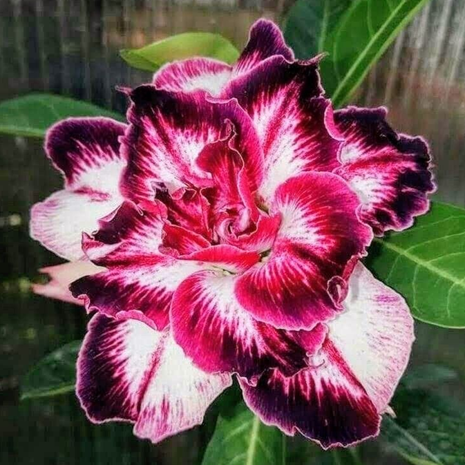 【测试商品】🏠🤗Desert Rose Bulbs💥Heat Resistant & Super Easy Care🌹🌵