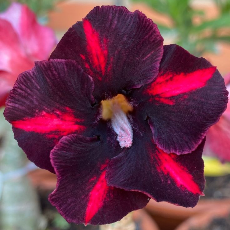 【测试商品】🏠🤗Desert Rose Bulbs💥Heat Resistant & Super Easy Care🌹🌵