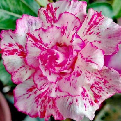 【测试商品】🏠🤗Desert Rose Bulbs💥Heat Resistant & Super Easy Care🌹🌵