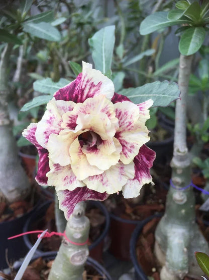 【测试商品】🏠🤗Desert Rose Bulbs💥Heat Resistant & Super Easy Care🌹🌵