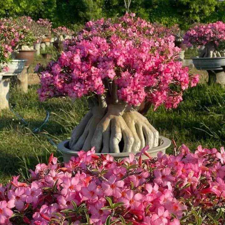 【测试商品】🏠🤗Desert Rose Bulbs💥Heat Resistant & Super Easy Care🌹🌵